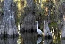 Everglades Grand Heritage and Birding Tour